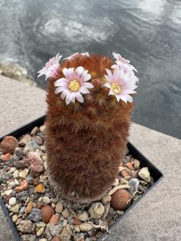 Preview: Mammillaria laui subducta